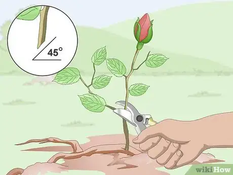 Image titled Take Rose Cuttings Step 1