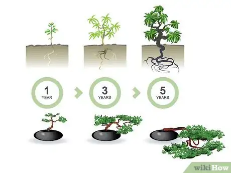 Image titled Start a Bonsai Tree Step 04