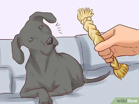 Image titled Tell Your Dog No Step 10