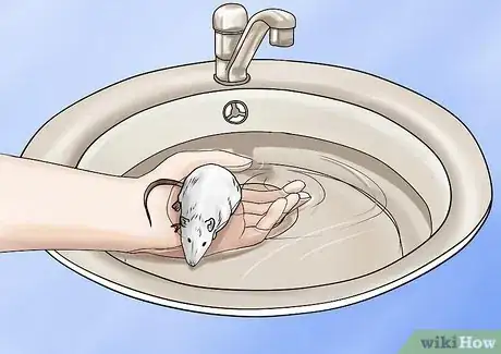 Image titled Bathe Your Pet Rat Step 5