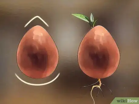 Image titled Grow an Avocado Tree Step 2