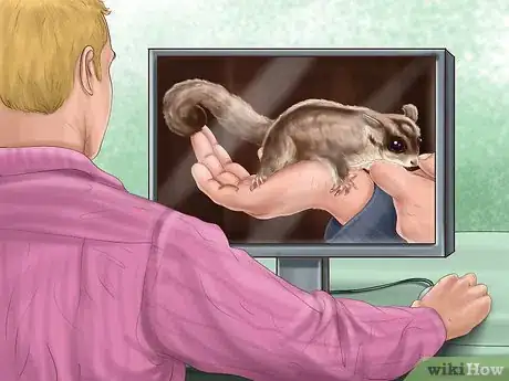 Image titled Pick a Healthy Sugar Glider Step 1