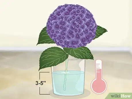 Image titled Keep Hydrangeas Alive Step 3