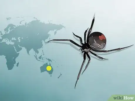 Image titled Identify a Redback Spider Step 4