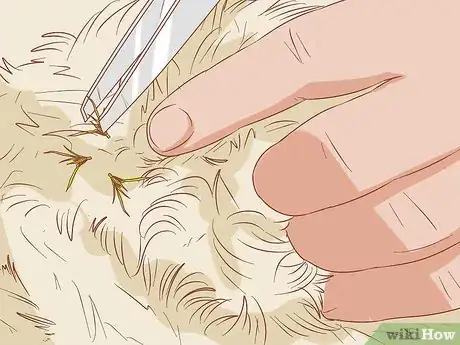 Image titled Remove Sticky Barbed Seeds from Your Dog's Fur Coat Step 7