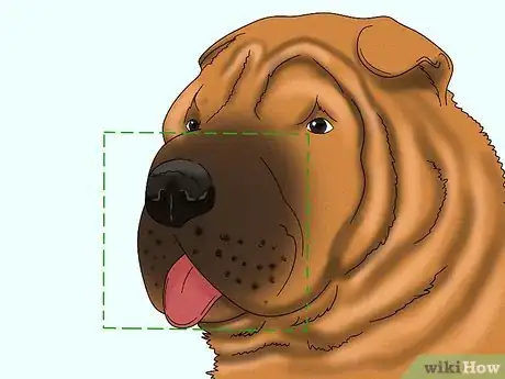 Image titled Identify a Shar‐Pei Step 4