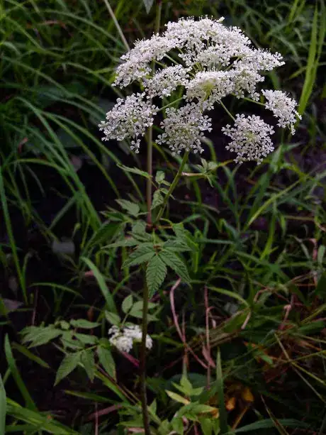 Image titled Cicuta maculata Water Hemlock