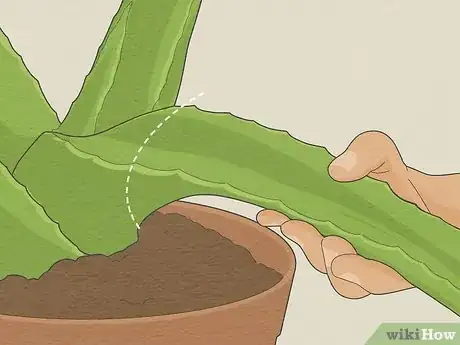 Image titled Use Aloe Vera to Treat Burns Step 1