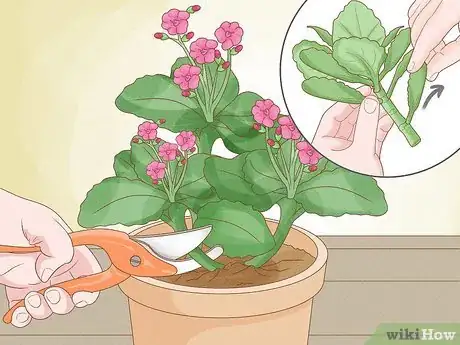 Image titled Grow Kalanchoe Step 1