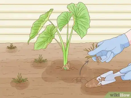 Image titled Grow Taro Step 11