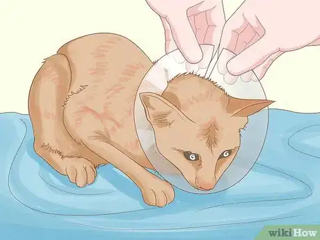 Image titled Remove Oil from a Cat Step 1