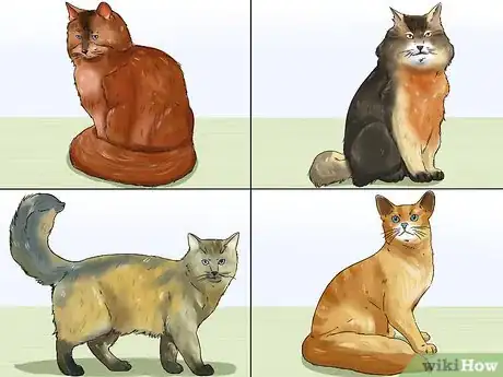 Image titled Identify a Somali Cat Step 1