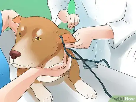 Image titled Tell if Your Dog Is Deaf Step 11