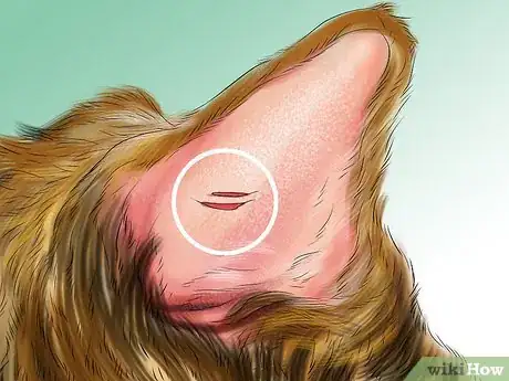 Image titled Check Your Cat's Ears for Possible Problems Step 2