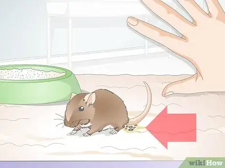 Image titled Know if a Gerbil Is Ill Step 5