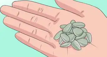 Plant Sunflower Seeds