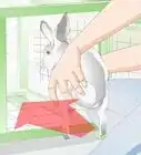 Clean a Rabbit Cage