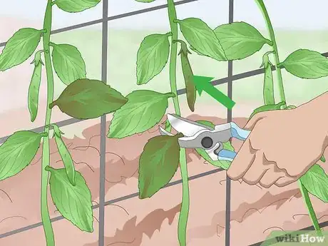 Image titled Grow Sugar Snap Peas Step 12