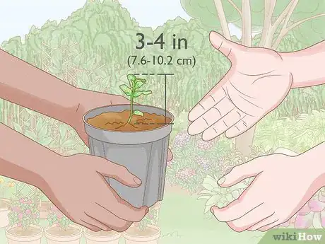 Image titled Grow Mint Indoors Step 1