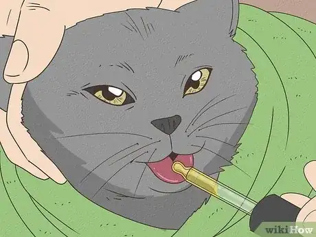 Image titled Tell if a Cat Has a Sore Throat Step 9