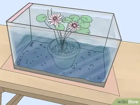 Image titled Grow Water Lilies Step 15