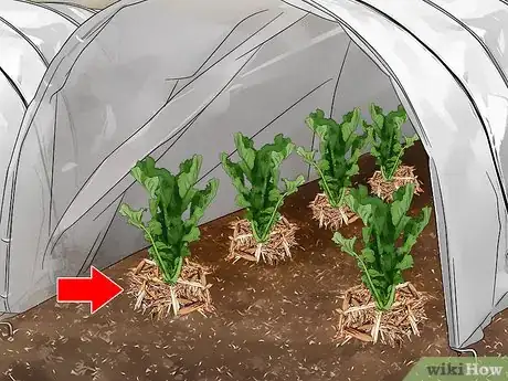 Image titled Grow Daikon Step 9