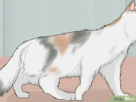 Image titled Identify a Turkish Van Step 7