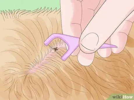 Image titled Remove a Tick from a Dog Without Tweezers Step 2