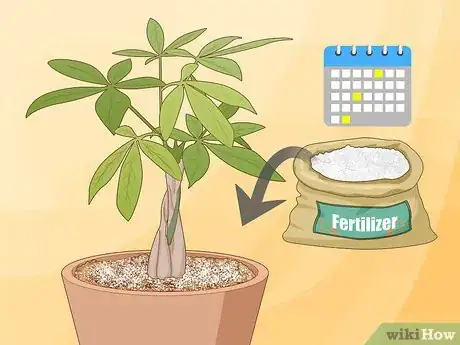 Image titled Plant Money Trees Step 18