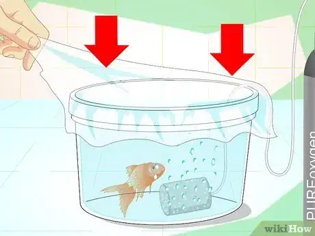 Image titled Revive a Goldfish Step 10