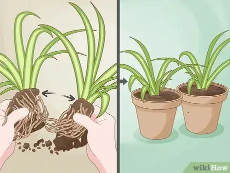 Image titled Care for a Spider Plant Step 8