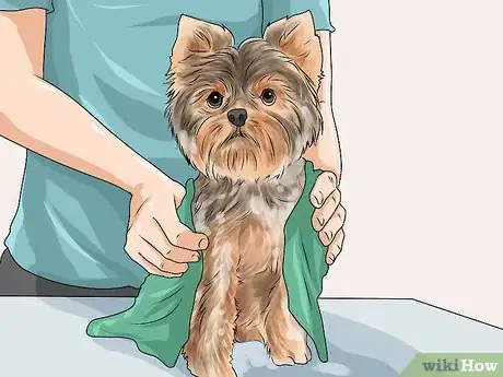 Image titled Groom Your Yorkie Poo Step 7