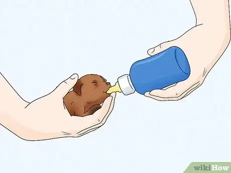 Image titled Care for Newborn Puppies Step 34