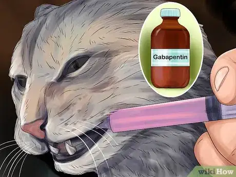 Image titled Give Gabapentin to Cats with Cancer Step 1