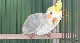 Treat Conjunctivitis in Cockatiels