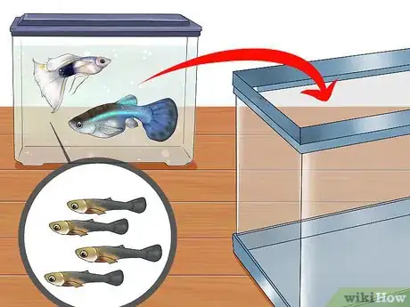 Image titled Find Out if Your Guppy Is Pregnant Step 10