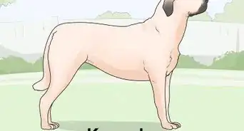 Identify a Mastiff