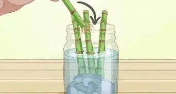 Trim Lucky Bamboo Plants