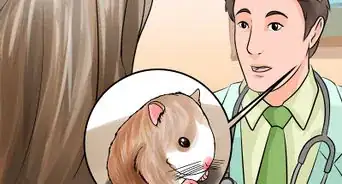 Groom a Hamster