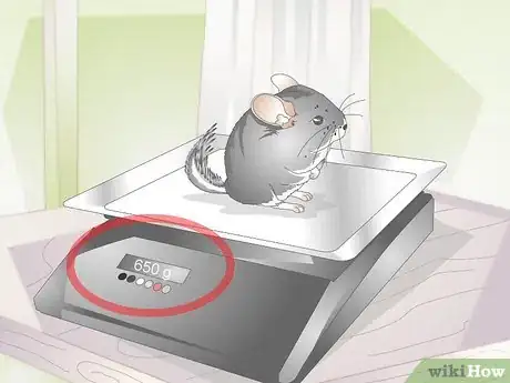 Image titled Breed Chinchillas Step 2