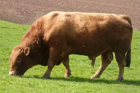 Image titled Jersey Bull