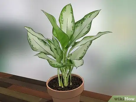 Image titled Choose Low‐Maintenance Houseplants Step 19