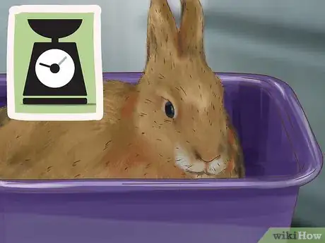 Image titled Diagnose and Treat Hair Blockages in Rabbits Step 5