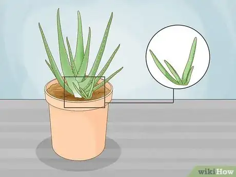 Image titled Care for Your Aloe Vera Plant Step 14