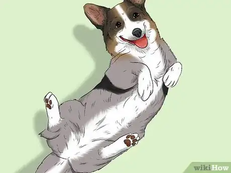 Image titled Identify a Cardigan Welsh Corgi Step 9