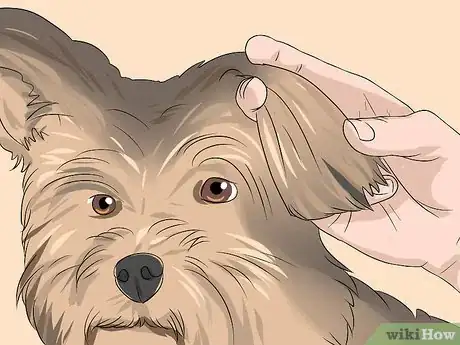 Image titled Trim a Yorkie's Face Step 8