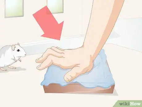 Image titled Socialize Pet Rats Step 1