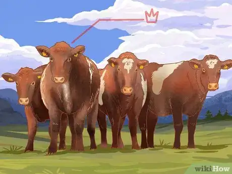 Image titled Understand Bovine Behaviour Step 3