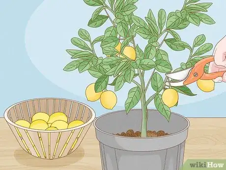 Image titled Grow Lemon Trees Indoors Step 19