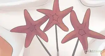 Preserve a Starfish for a Decoration